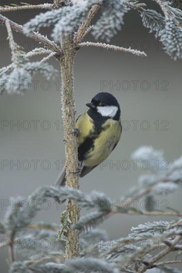 Great tit (Parus major) adult garden bird on a frost covered Christmas spruce tree in winter,