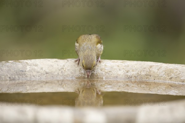 Eurasian greenfinch (Chloris chloris) adult female garden bird drinking water from a bird bath in