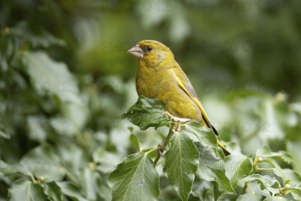 Eurasian greenfinch (Chloris chloris) adult male garden bird on an Ivy tree branch in summer,