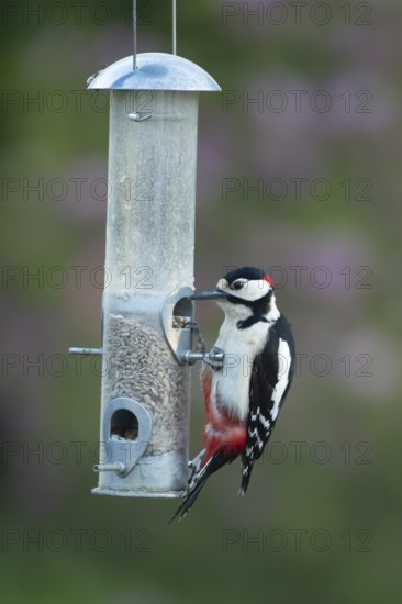 Great spotted woodpecker (Dendrocopos major) adult garden bird feeding on sunflower seed hearts