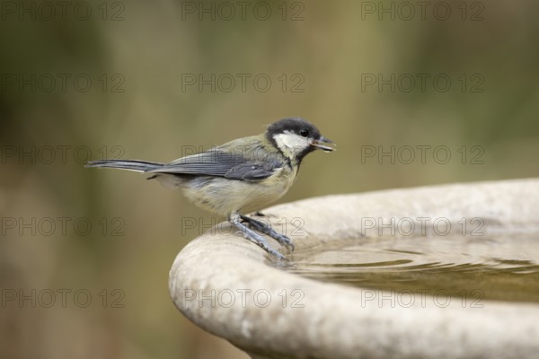 Great tit (Parus major) adult garden bird drinking water from a bird bath in summer, England,