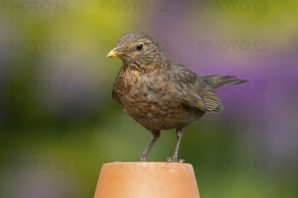 Eurasian blackbird (Turdus merula) adult female garden bird on a plant pot in summer, England,