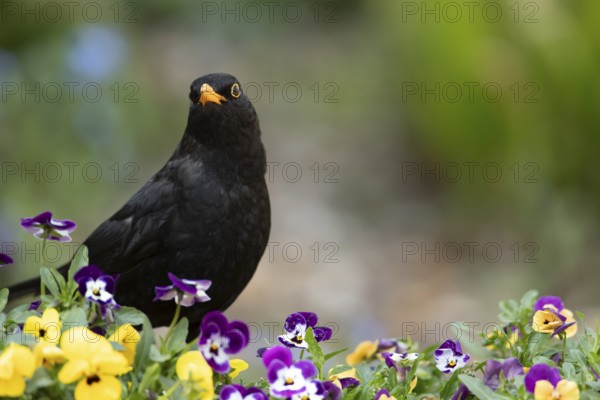 Eurasian blackbird (Turdus merula) adult male garden bird on a plant pot with Pansy and Viola