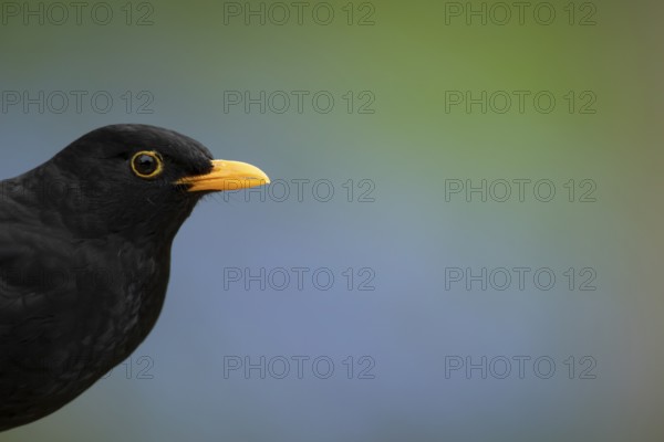 Eurasian blackbird (Turdus merula) adult male garden bird head portrait in spring, England, United
