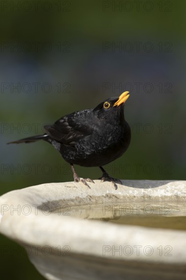 Eurasian blackbird (Turdus merula) adult male garden bird drinking water from a bird bath in