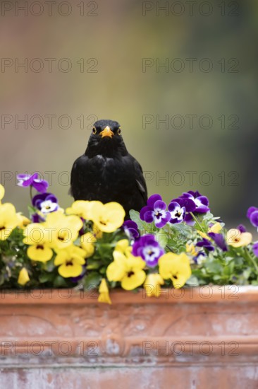 Eurasian blackbird (Turdus merula) adult male garden bird on a plant pot with Pansy and Viola