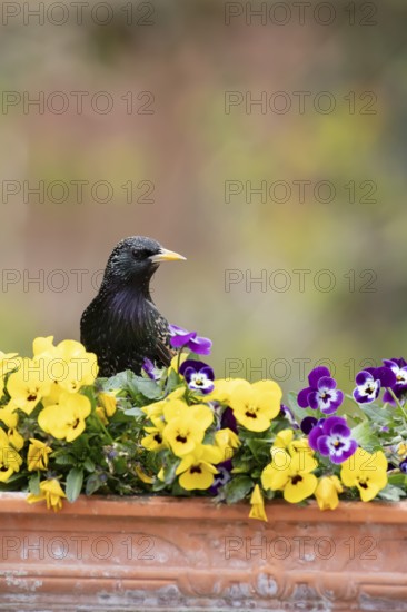 European starling (Sturnus vulgaris) adult garden bird on a plant pot with Pansy or Viola flowers