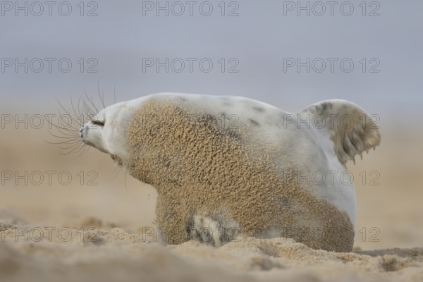 Atlantic grey seal (Halichoerus grypus) adult animal stretching on a sandy beach, England, United