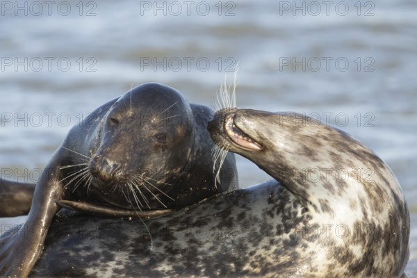 Atlantic grey seal (Halichoerus grypus) two adult seals animals in love flirting on a beach,