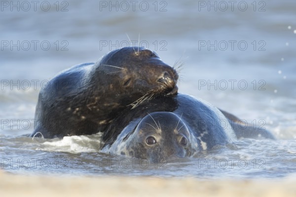 Atlantic grey seal (Halichoerus grypus) two adult seals animals in love cuddling in the waves of
