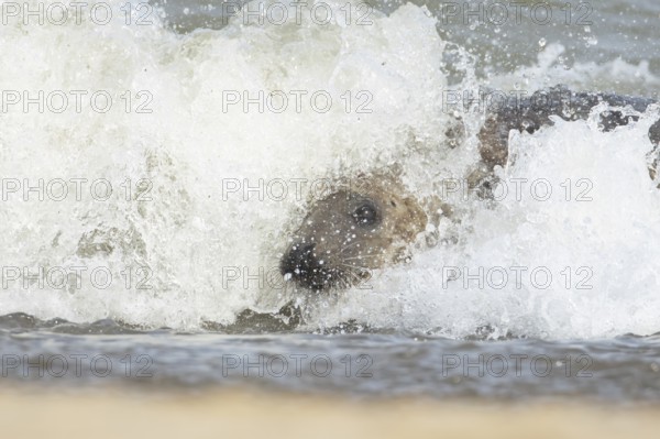 Atlantic grey seal (Halichoerus grypus) adult animal surfing in the waves of the sea on a