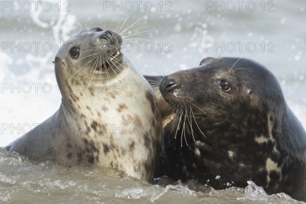 Atlantic grey seal (Halichoerus grypus) two adult seals animals in love flirting in the waves of