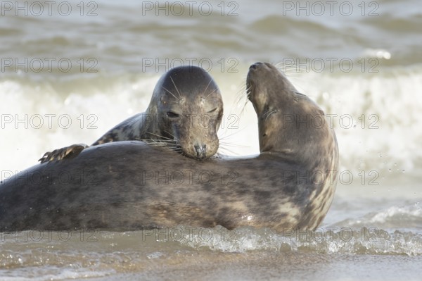 Atlantic grey seal (Halichoerus grypus) two adult seals animals in love courting in the waves of