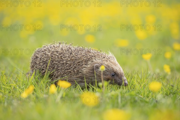 European hedgehog (Erinaceus europaeus) adult animal walking on a countryside meadow with Buttercup