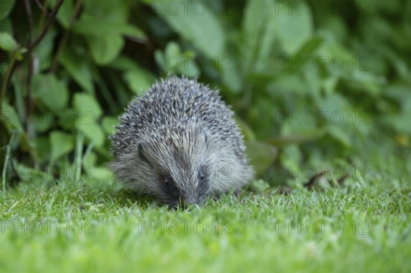 European hedgehog (Erinaceus europaeus) adult animal on a garden grass lawn in spring, England,