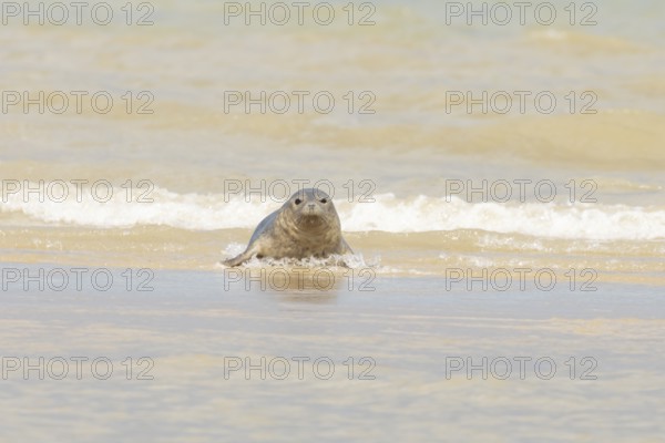 Common or Harbour or Habor seal (Phoca vitulina) adult animal emerging from the sea, England,