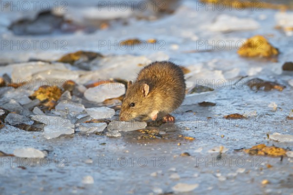 Brown rat (Rattus norvegicus) adult rodent animal searching for food on a frozen lake in winter,
