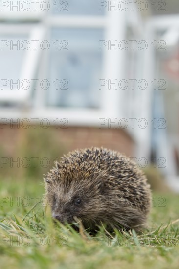 European hedgehog (Erinaceus europaeus) adult animal walking on a garden grass lawn with a house in