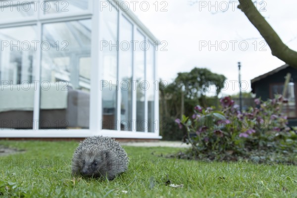 European hedgehog (Erinaceus europaeus) adult animal on a garden grass lawn with a house in the
