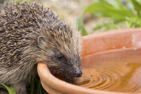 European hedgehog (Erinaceus europaeus) adult animal drinking water from a garden plant pot saucer