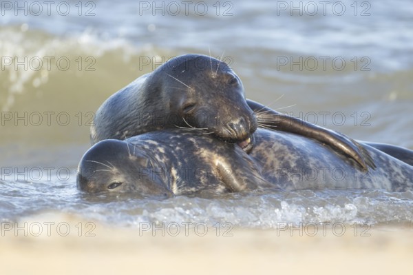 Atlantic grey seal (Halichoerus grypus) two adult seals animals in love cuddling in the sea,
