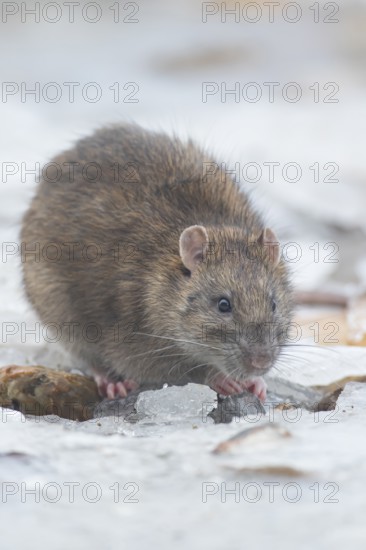 Brown rat (Rattus norvegicus) adult rodent animal eating food on ice on a frozen lake in winter,