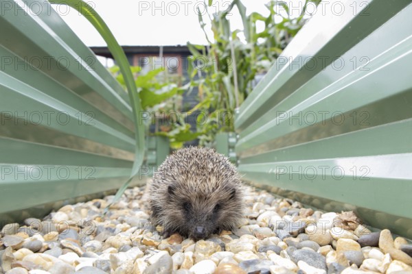 European hedgehog (Erinaceus europaeus) adult animal walking on a garden shingle path between two