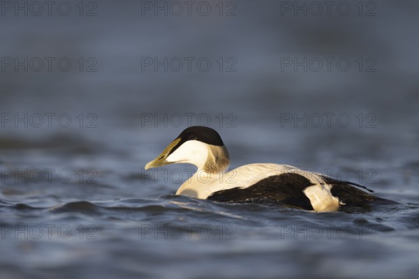 Eider duck (Somateria mollissima), Texel, Netherlands