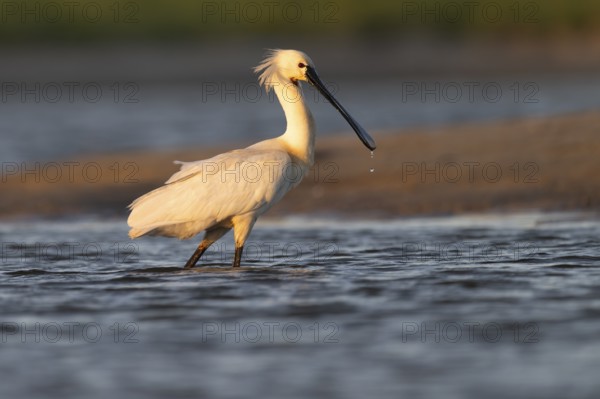 Spoonbill (Platalea leucorodia), Texel, Netherlands