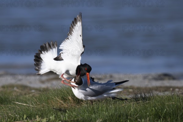 Oystercatcher quarrels with black-headed gull, Texel, Netherlands
