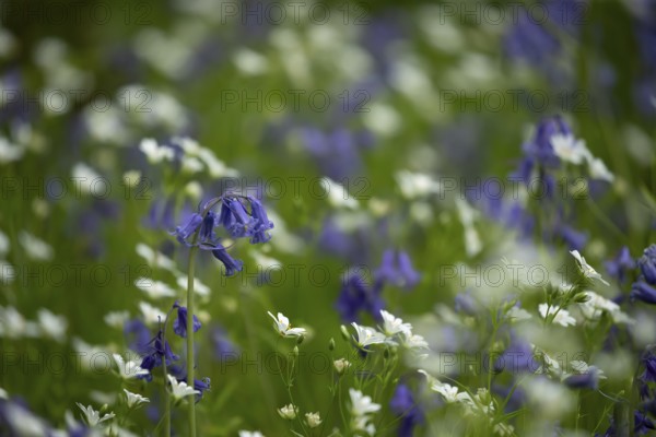 Common or English bluebell (Hyacinthoides non-scripta) and Greater stitchwort (Stellaria holostea)
