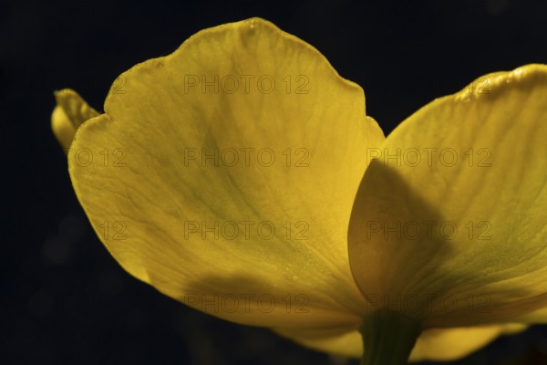 Marsh marigold or Kingcup (Caltha palustris) single yellow wildflower flower in spring, England,