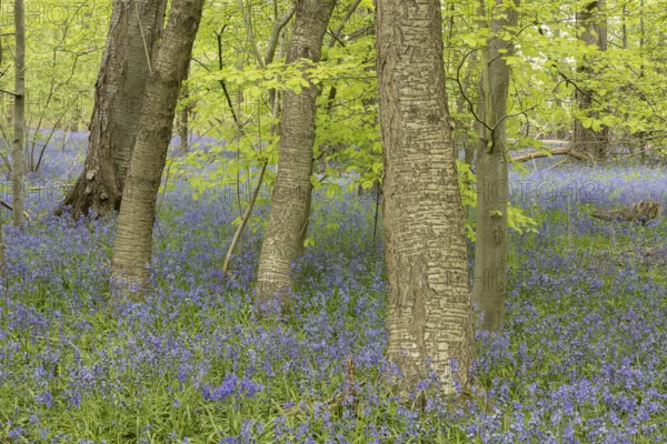 Common or English bluebell (Hyacinthoides non-scripta) carpet of blue wildflowers in a woodland in