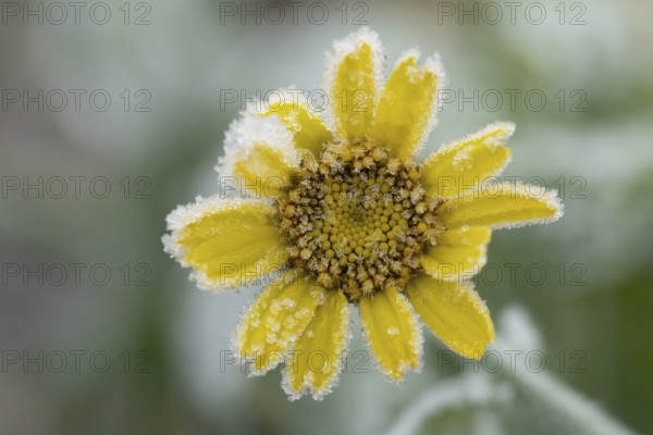 Corn marigold (Glebionis segetum) single yellow wildflower flower covered in frost in winter,