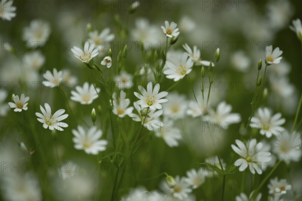 Greater stitchwort (Stellaria holostea) carpet of white wildflowers in a woodland in spring,