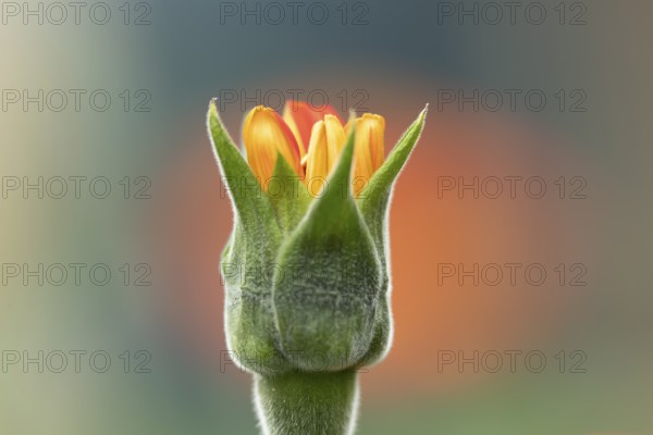 Mexican sunflower (Tithonia spp) 'Goldfinger' garden annual orange flower bub in summer, England,