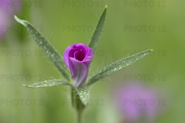 Common corncockle (Agrostemma githago) single pink wildflower flower in summer, England, United