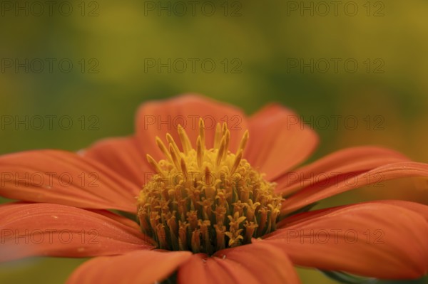Mexican sunflower (Tithonia spp) 'Goldfinger' garden annual orange flower in summer, England,