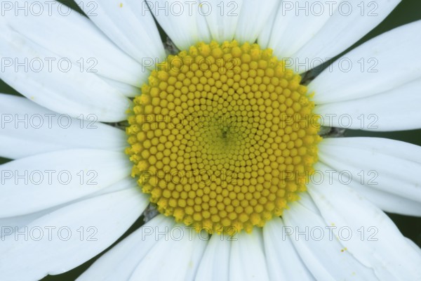 Oxeye daisy (Leucanthemum vulgare) flower in summer, England, United Kingdom