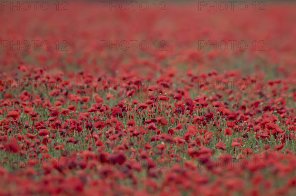 Common field poppy (Papaver rhoeas) red wildflower flowers poppies in a poppyfield in summer,