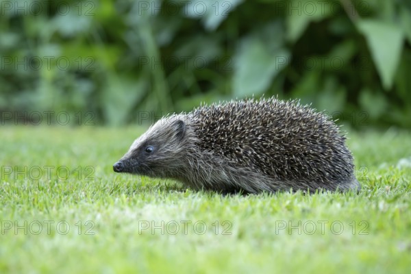 European hedgehog (Erinaceus europaeus) adult mammal walking on a garden grass lawn in summer,