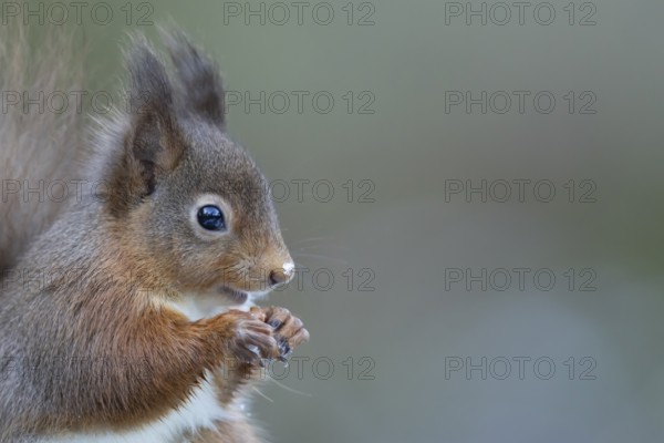 Red squirrel (Sciurus vulgaris) adult mammal eating a nut in winter, Yorkshire, England, United