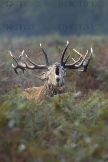 Red deer (Cervus elaphus) adult male stag mammal roaring in the annual rut in autumn, England,
