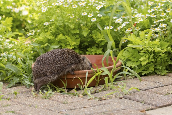 European hedgehog (Erinaceus europaeus) adult mammal drinking water from a plant pot saucer in a