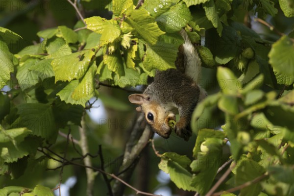 Grey squirrel (Sciurus carolinensis) adult mammal collecting hazelnut tree nuts in autumn, England,