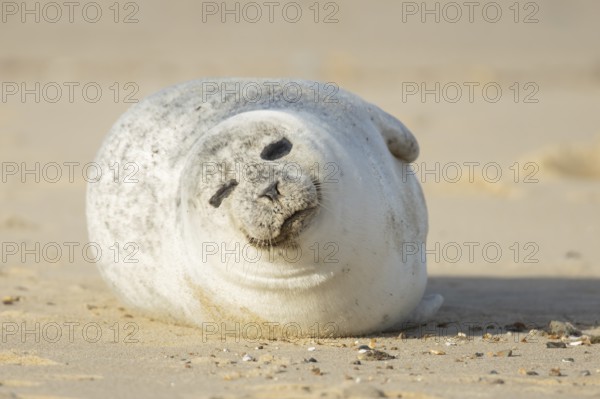 Common or Harbour or Habor seal (Phoca vitulina) adult marine mammal sleeping on a beach, England,