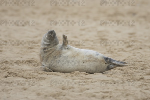 Grey seal (Halichoerus grypus) adult marine mammal resting on a beach in winter, England, United