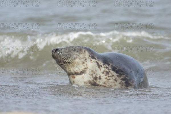 Grey seal (Halichoerus grypus) adult marine mammal relaxing in the shallow waves of the sea,