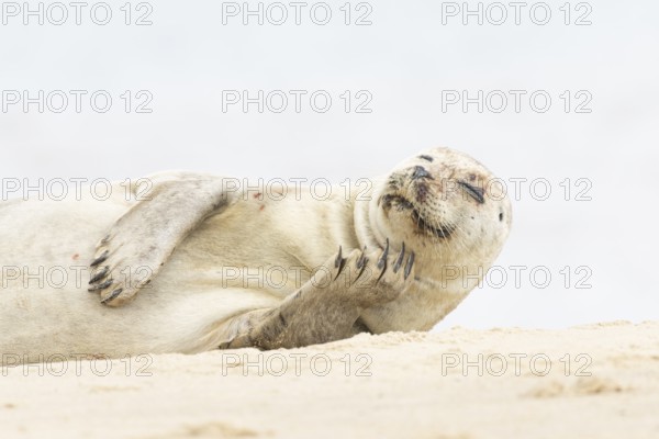 Common or Harbour or Habor seal (Phoca vitulina) adult marine mammal relaxing on a beach, England,