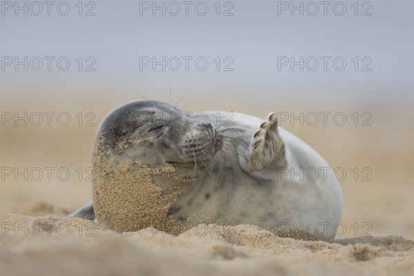 Grey seal (Halichoerus grypus) adult marine mammal sleeping on a beach in winter, England, United